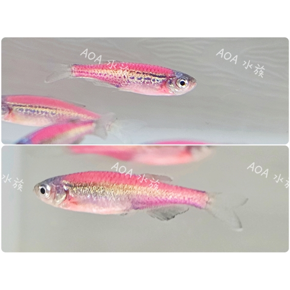 獨家改良-桃紅豹紋斑馬魚/仙子魚