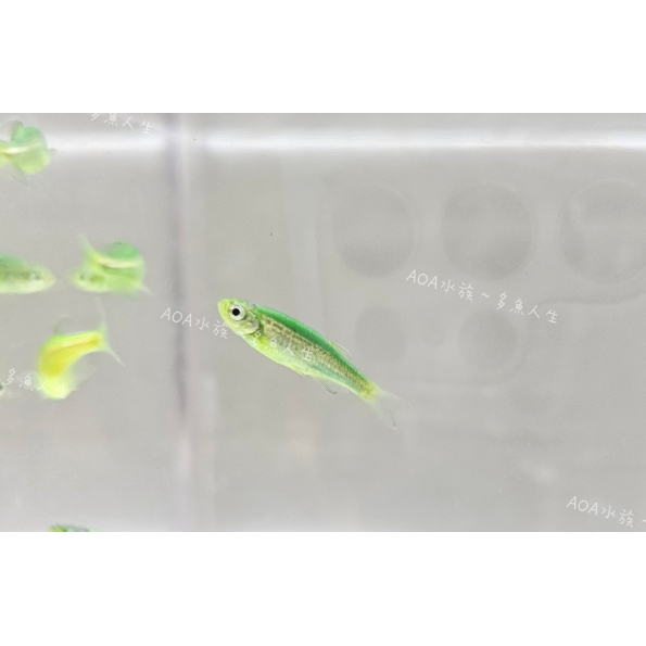 獨家改良-惡魔綠豹紋斑馬魚/豹紋仙子魚