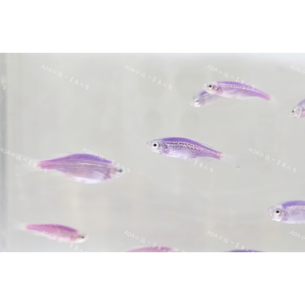 獨家改良-紫羅蘭豹紋斑馬魚/豹紋仙子魚