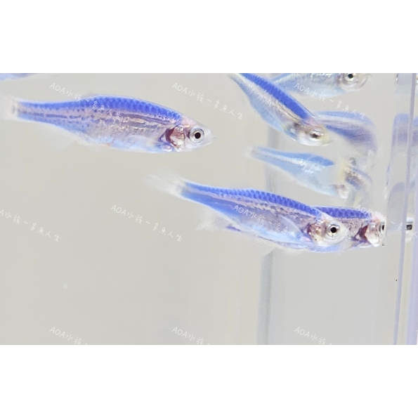 獨家改良-藍紫豹紋斑馬魚/豹紋仙子魚
