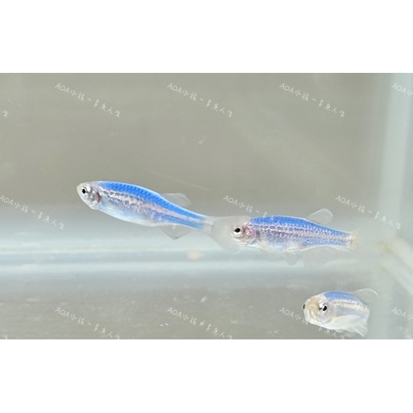 獨家改良-天空藍豹紋斑馬魚/豹紋仙子魚