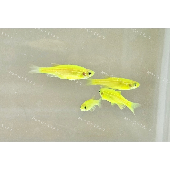 青蘋果綠斑馬魚/仙子魚