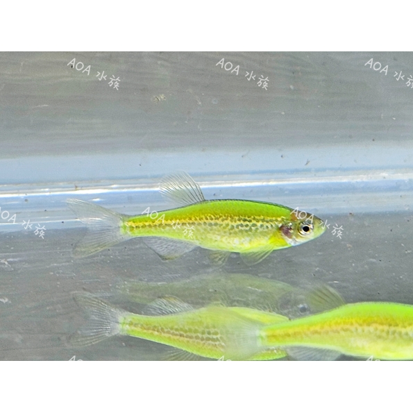 獨家改良-青檸斑馬魚/仙子魚