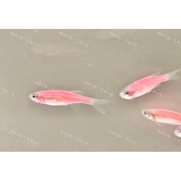 粉紅斑馬魚/仙子魚