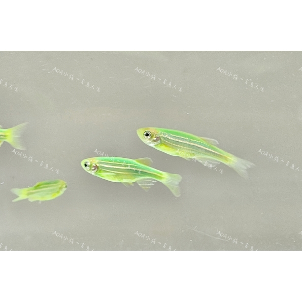 深綠斑馬魚/仙子魚