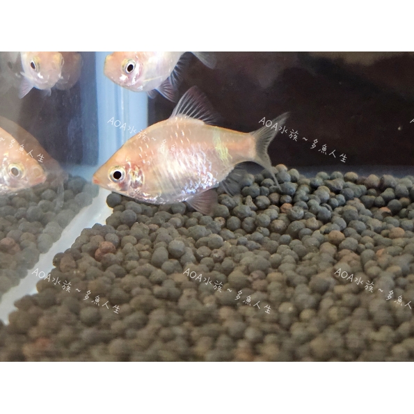 金四間/四間鯽