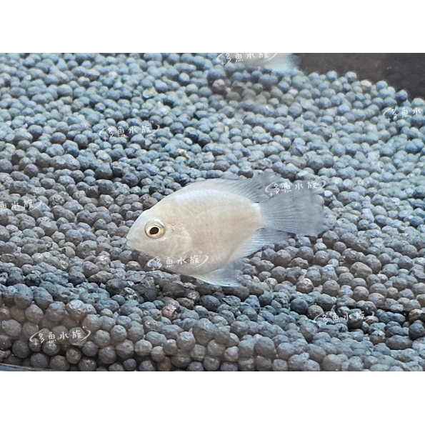 白金鸚鵡/迷你鸚鵡魚