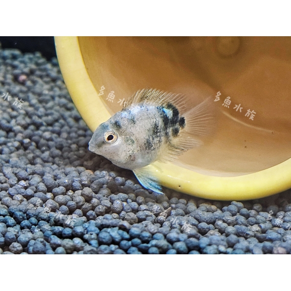 獨家改良：酷泥鸚鵡/迷你鸚鵡魚