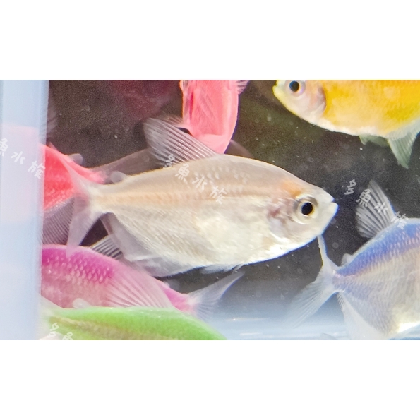 白磚/彩色磚魚/螢光魚