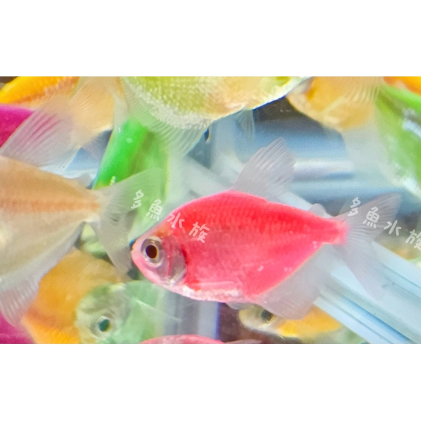 螢光紅磚/彩色磚魚/螢光魚