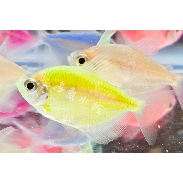 螢光綠磚/彩色磚魚/螢光魚