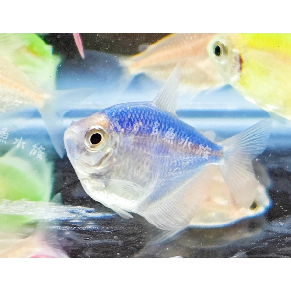 藍磚/彩色磚魚/螢光魚