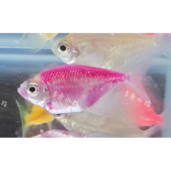紫磚/彩色磚魚/螢光魚