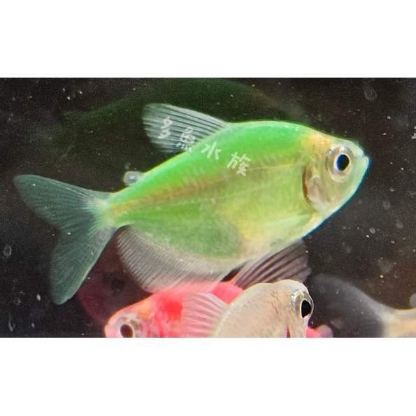 馬卡龍綠磚/彩色磚魚/螢光魚