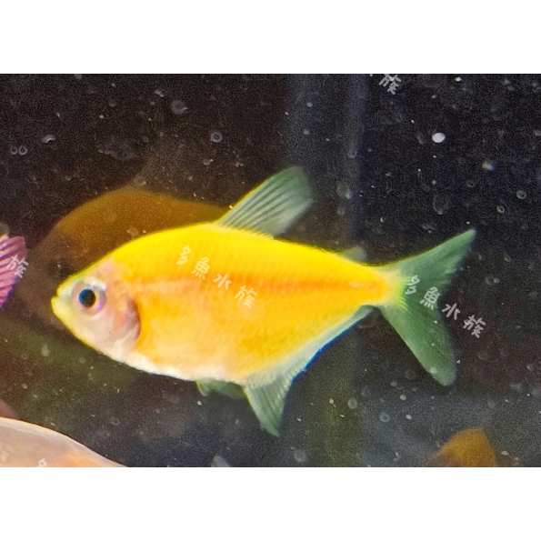 螢光黃磚/彩色磚魚/螢光魚