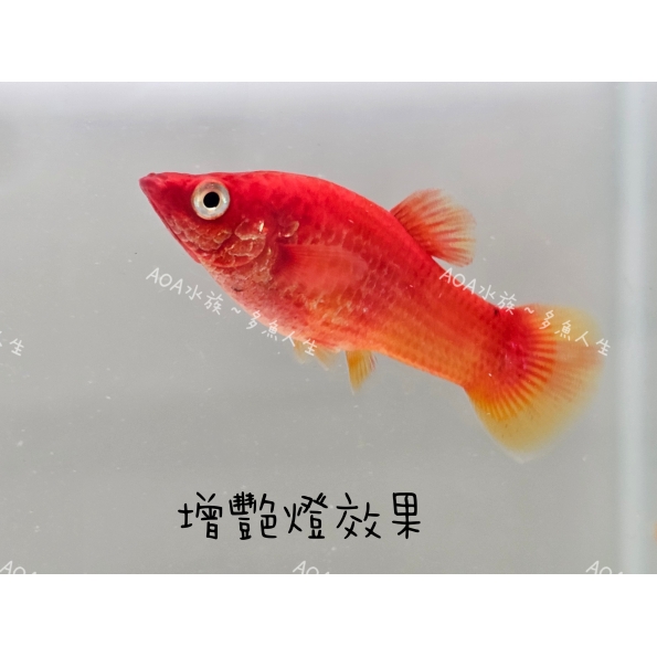獨家改良：萊姆紅茉莉魚