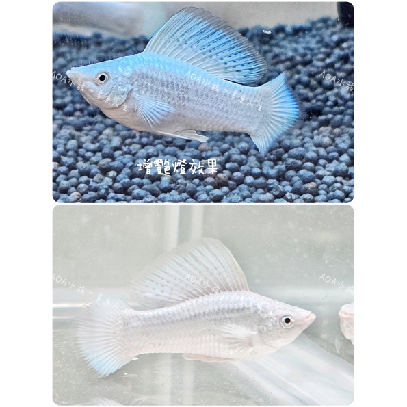 珍珠白茉莉魚