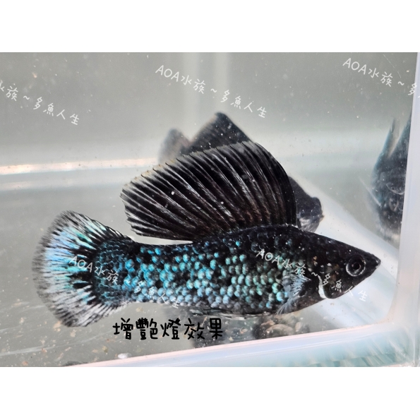 獨家改良：黑雪茉莉魚（成魚一對）