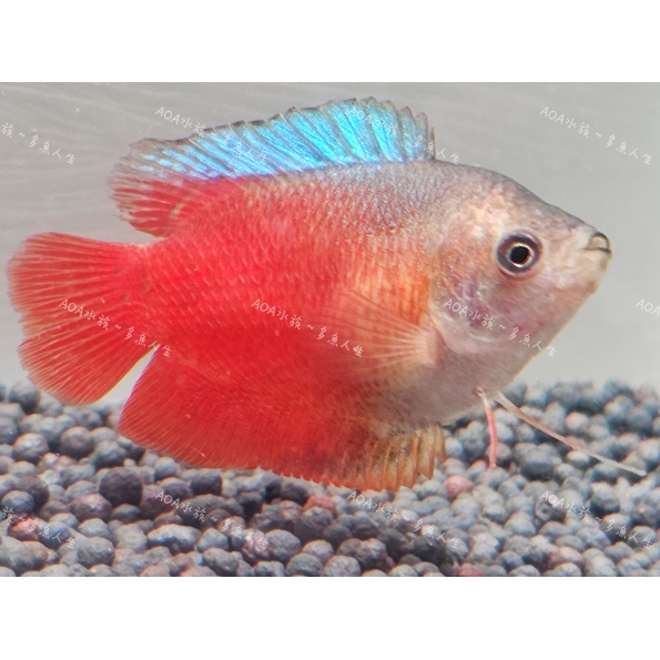 一片紅麗麗/鬥魚