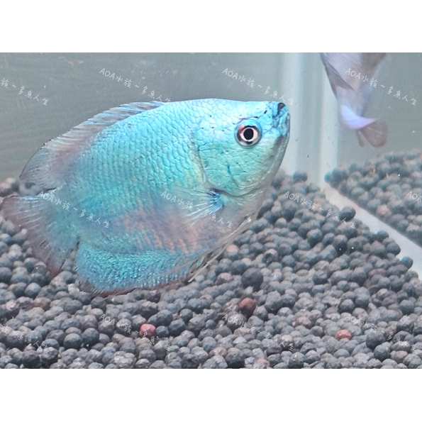 一片藍麗麗/鬥魚