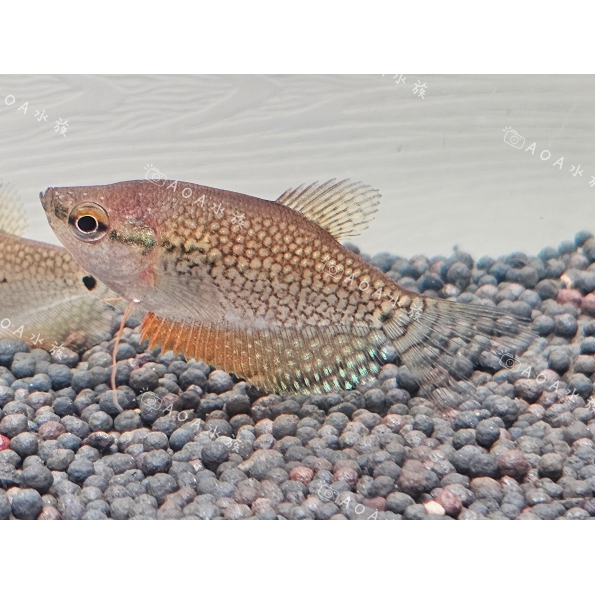 珍珠馬甲/鬥魚