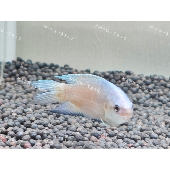 澳洲火焰彩兔(一對）