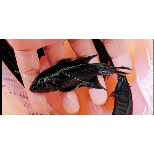 黑叉尾/藍珍珠天堂鳥/鬥魚
