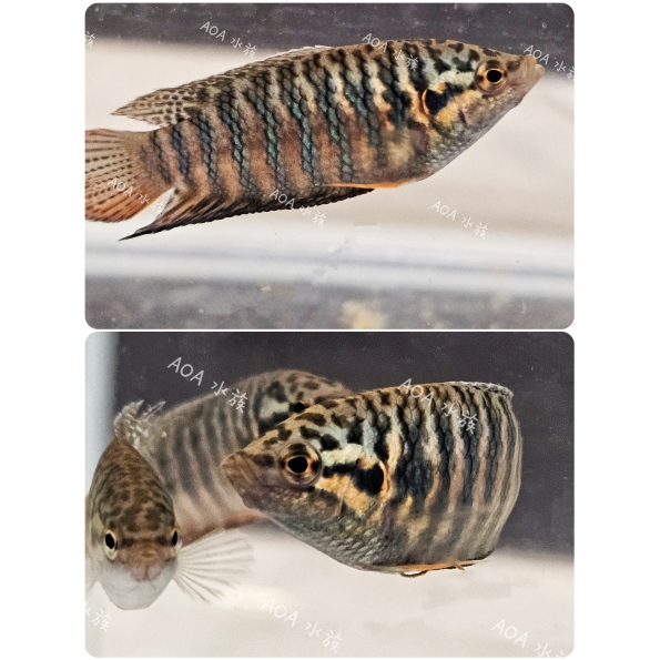獨家改良：龍紋蓋斑鬥魚