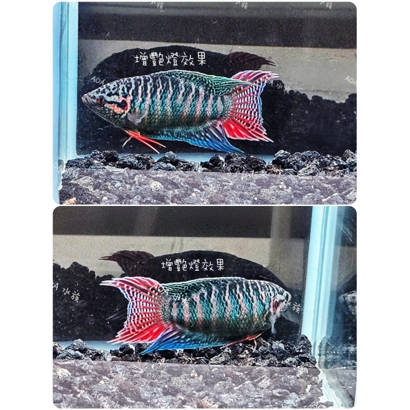 獨家改良：龍紋蓋斑鬥魚（成魚一對）