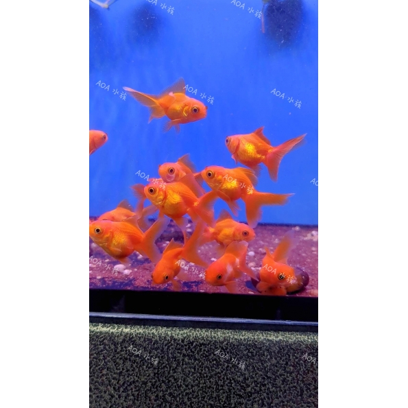 獅頭小金魚