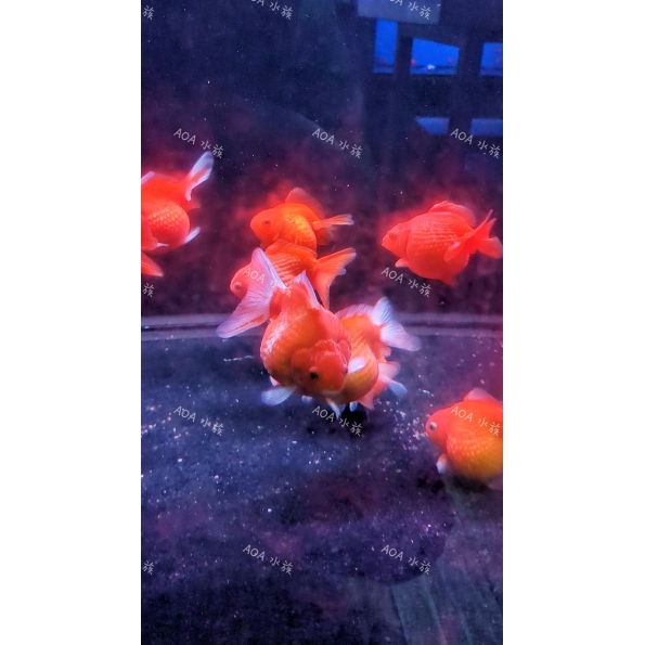 珠鱗/金魚