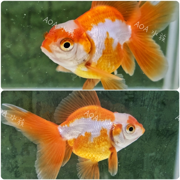 A級寬尾泰獅/金魚