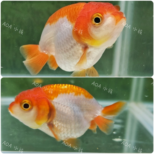 A級蘭壽/金魚