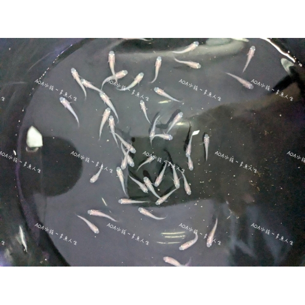 銀白稻田魚