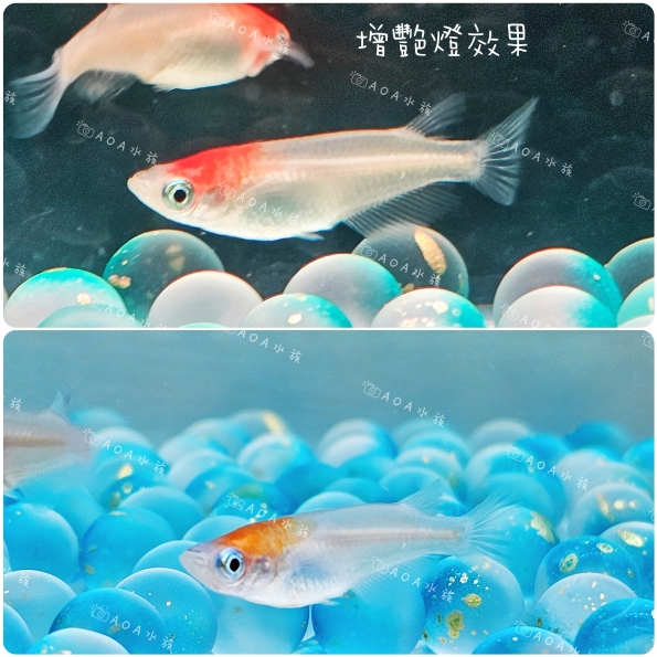 紅白稻田魚
