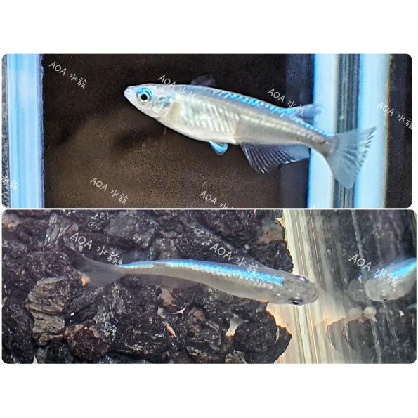 電光稻田魚
