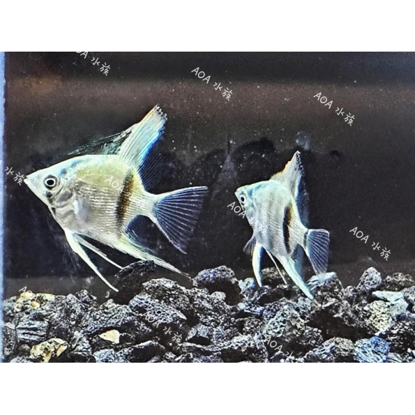 鑽石藍斑馬神仙魚