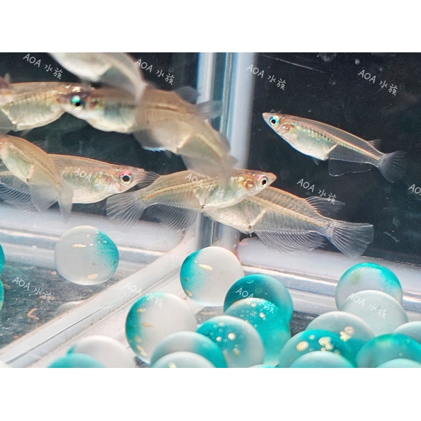 女王燈/燈魚