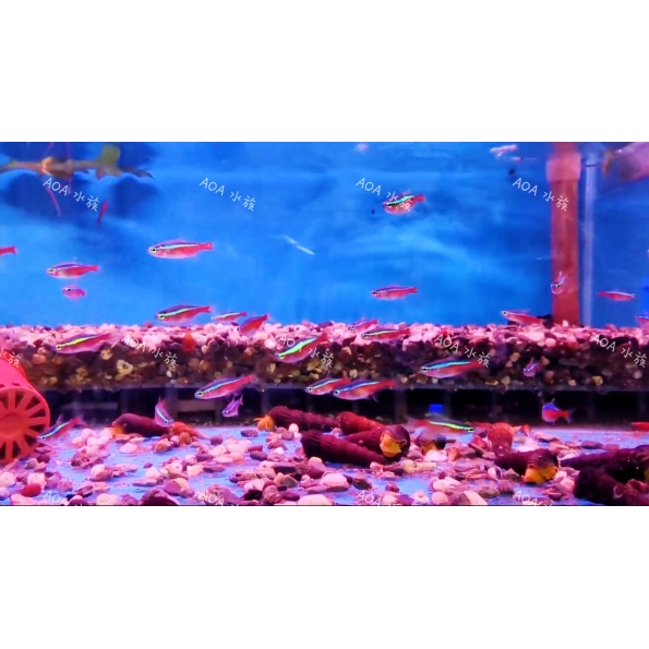 紅蓮燈/燈魚