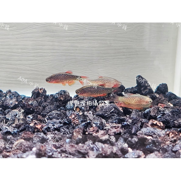 火翅金鑽/燈魚