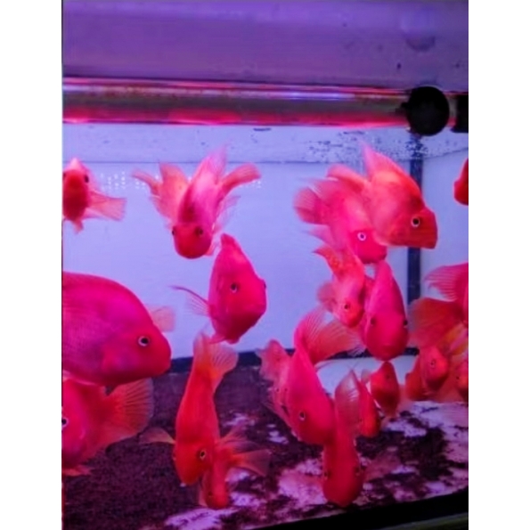 紫鸚鵡魚