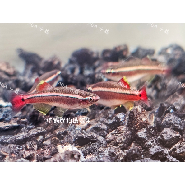 白雲山魚
