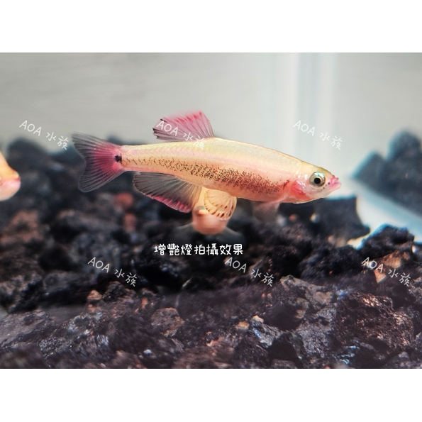 金白雲山魚