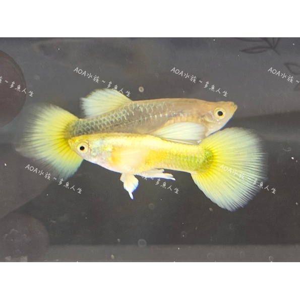 黃金甲孔雀魚