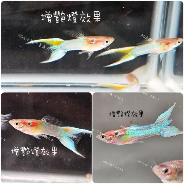 日本藍黃雙劍孔雀魚