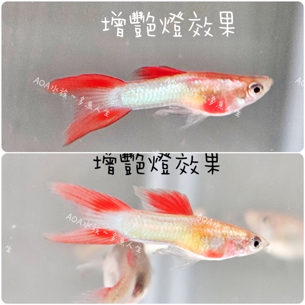 日本藍紅雙劍孔雀魚