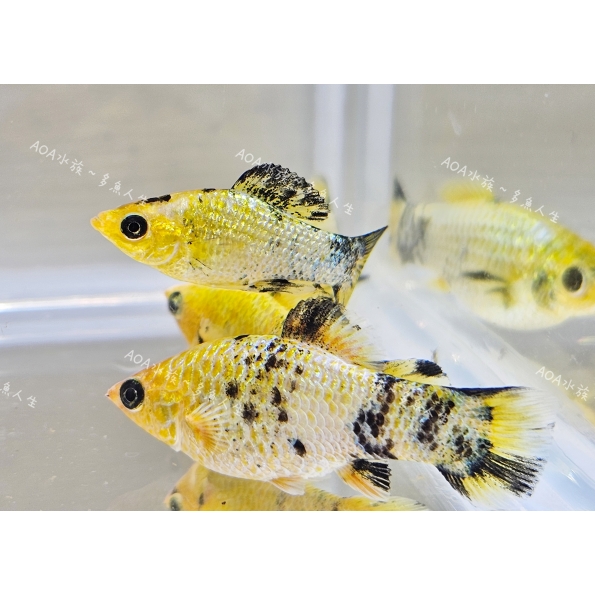 黃老虎茉莉魚/AOA水族