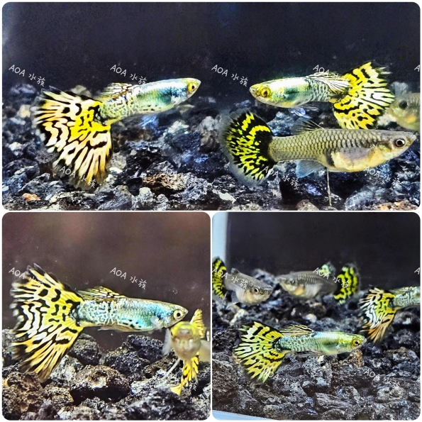 金屬黃馬賽克孔雀魚