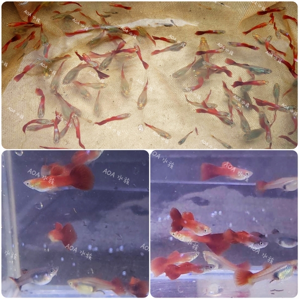 蘇丹紅辣椒孔雀魚/AOA水族