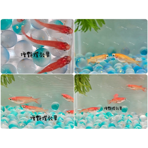 楊貴妃稻田魚